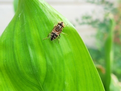 Eristalinus arvorum