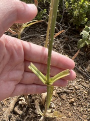 Dipsacus sativus