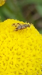 Austrotephritis poenia