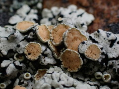 Rhizoplaca chrysoleuca