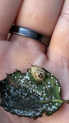 Podisus maculiventris