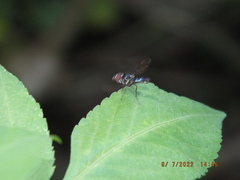 Ocyptamus dimidiatus