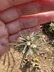 Dipsacus sativus