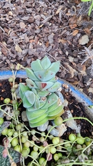 Sedum glabrum