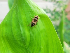 Eristalinus arvorum