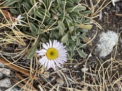 Erigeron pygmaeus