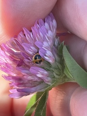 Hippodamia parenthesis