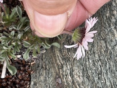 Erigeron pygmaeus