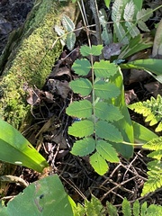Sorbus decora