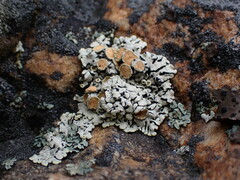 Rhizoplaca chrysoleuca