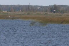 Leucophaeus pipixcan