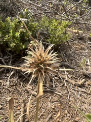 Dipsacus sativus