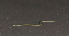 Thamnophis proximus orarius