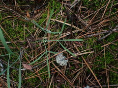 Lomatium