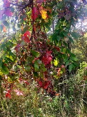 Parthenocissus quinquefolia