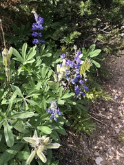 Lupinus latifolius