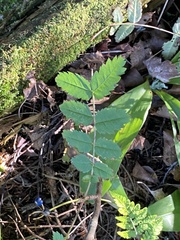 Sorbus decora