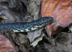 Lampropeltis nigra