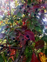 Parthenocissus quinquefolia