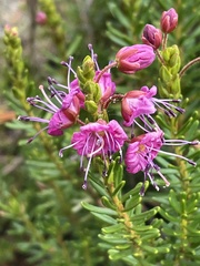 Phyllodoce breweri