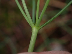 Lomatium