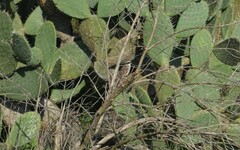 Oriturus superciliosus