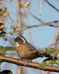 Saltator aurantiirostris