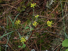 Lomatium