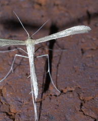 Pterophorini