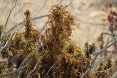 Diplacus aurantiacus