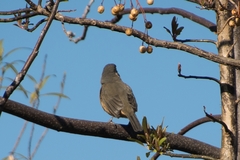 Saltator aurantiirostris