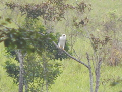 Spizaetus melanoleucus