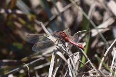 Sympetrum internum
