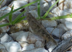 Spharagemon cristatum