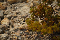 Arctostaphylos myrtifolia