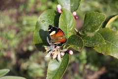 Vanessa itea