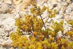 Arctostaphylos myrtifolia