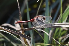 Sympetrum internum
