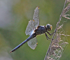 Libellula comanche
