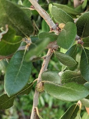 Andricus quercusfoliatus