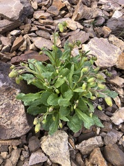 Senecioninae
