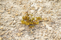 Arctostaphylos myrtifolia