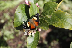 Vanessa itea