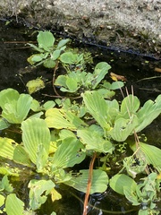 Pistia stratiotes