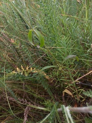 Stachys recta