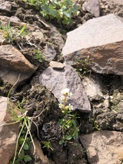 Saxifragales
