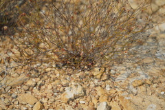 Eriogonum apricum