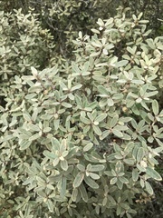 Quercus microphylla
