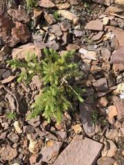 Picea engelmannii