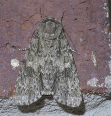 Acronicta rubricoma